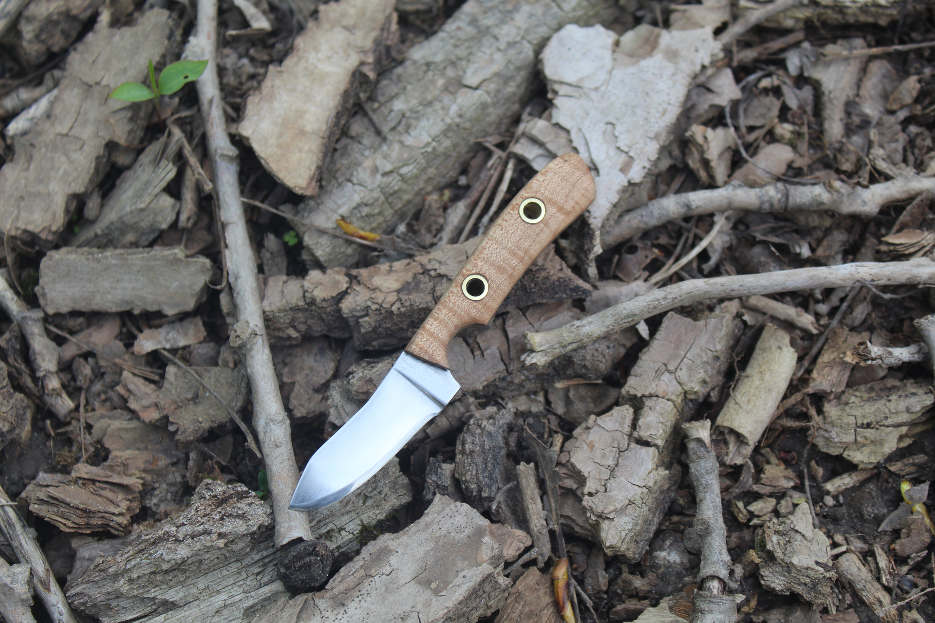 Skinning knife with figured wood handle resting on bark and forest floor